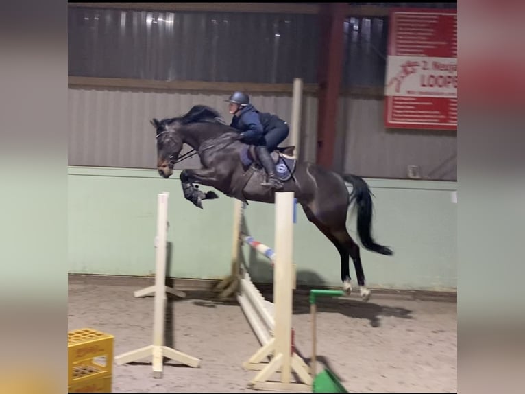 Holsteiner Merrie 9 Jaar 162 cm Donkerbruin in Emkendorf