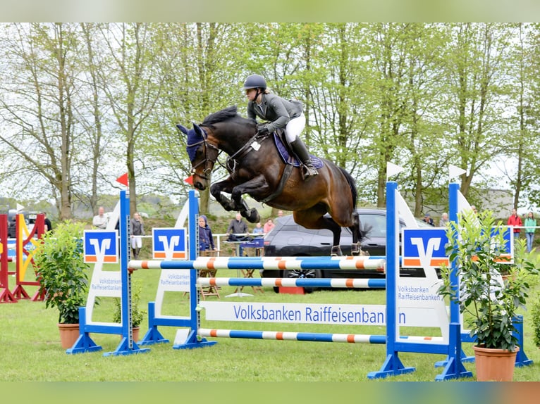 Holsteiner Merrie 9 Jaar 162 cm Donkerbruin in Emkendorf