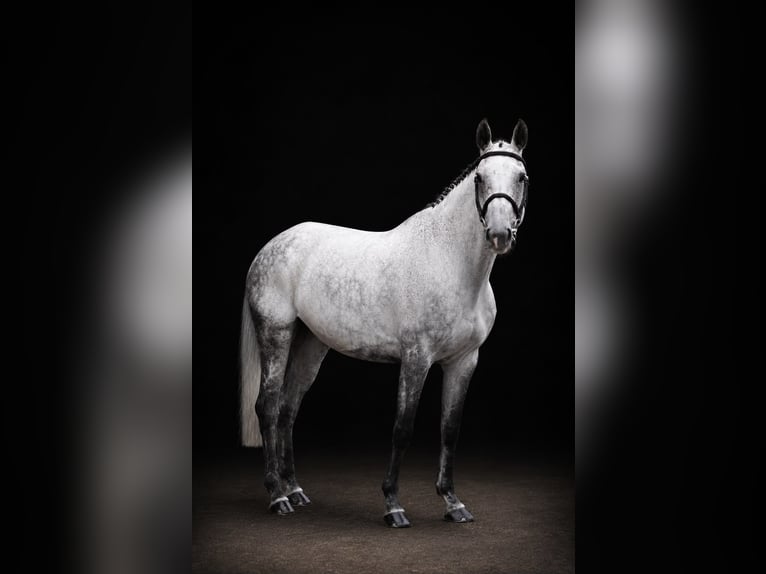 Holsteiner Merrie 9 Jaar 162 cm Schimmel in Zülpich