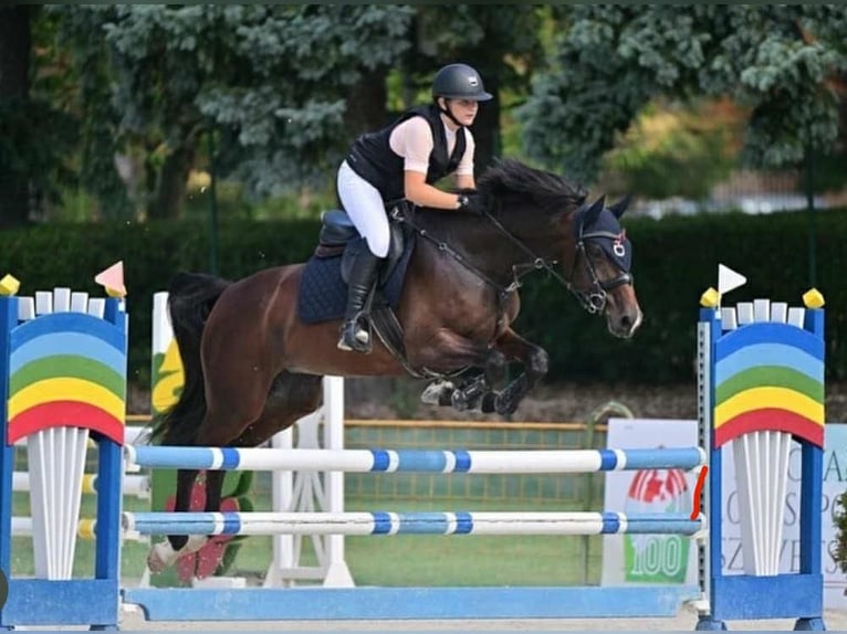Holsteiner Merrie 9 Jaar 163 cm Donkerbruin in B&#xE9;k&#xE9;scsaba