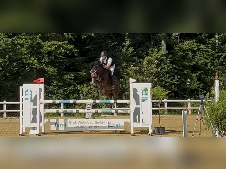 Holsteiner Merrie 9 Jaar 164 cm Bruin in Schömberg