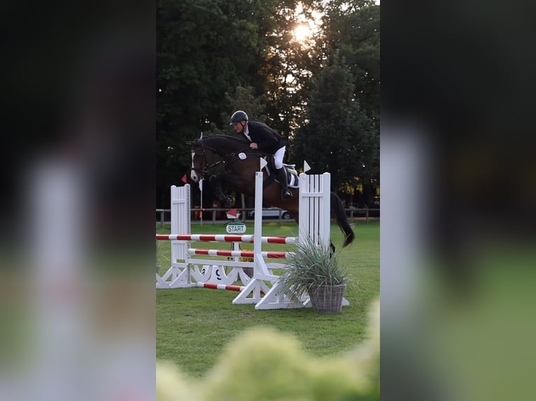Holsteiner Merrie 9 Jaar 164 cm Bruin in Reußenköge