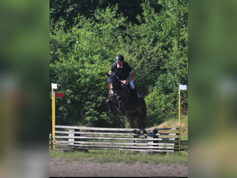 Holsteiner Merrie 9 Jaar 164 cm Bruin in Reußenköge