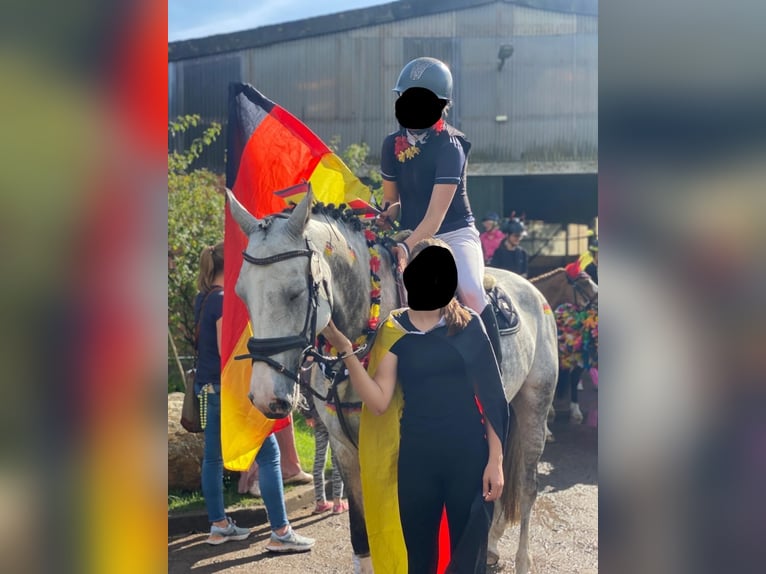 Holsteiner Merrie 9 Jaar 164 cm Schimmel in Hamburg