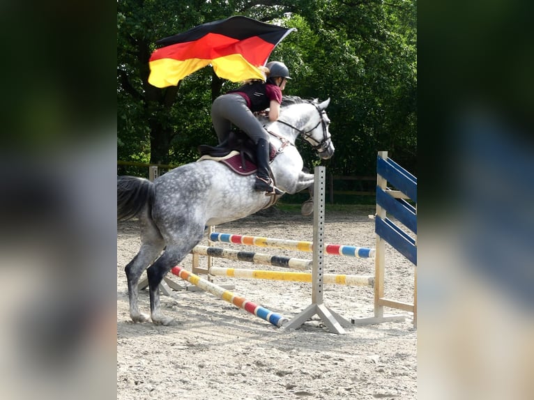 Holsteiner Merrie 9 Jaar 164 cm Schimmel in Hamburg