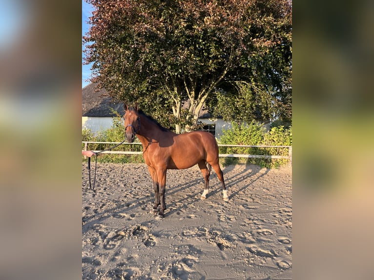 Holsteiner Merrie 9 Jaar 165 cm Bruin in Oldenb&#xFC;ttel