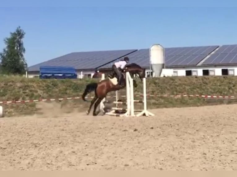 Holsteiner Merrie 9 Jaar 165 cm Bruin in Wöhrden