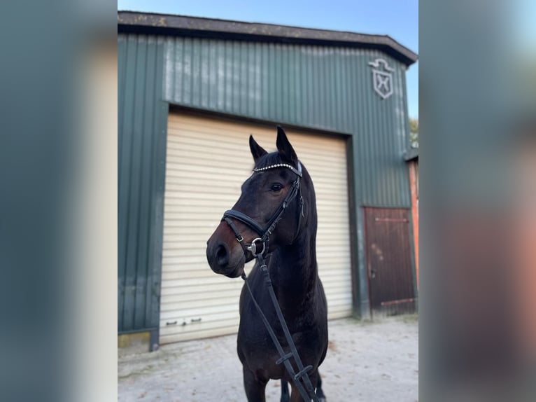 Holsteiner Merrie 9 Jaar 165 cm Bruin in Norderstedt