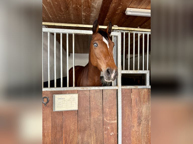 Holsteiner Merrie 9 Jaar 165 cm Bruin in Eberstalzell