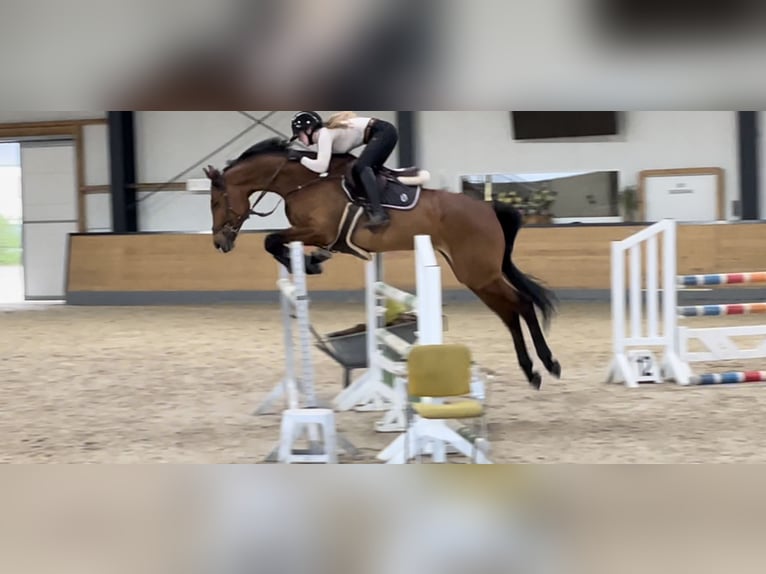 Holsteiner Merrie 9 Jaar 165 cm Bruin in Rosenthal