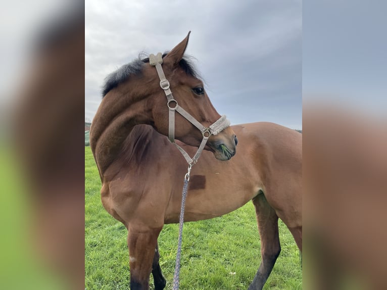 Holsteiner Merrie 9 Jaar 165 cm Bruin in Rosenthal