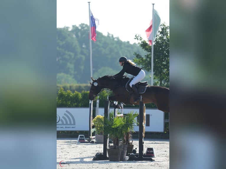 Holsteiner Merrie 9 Jaar 165 cm Donkerbruin in Schmilau
