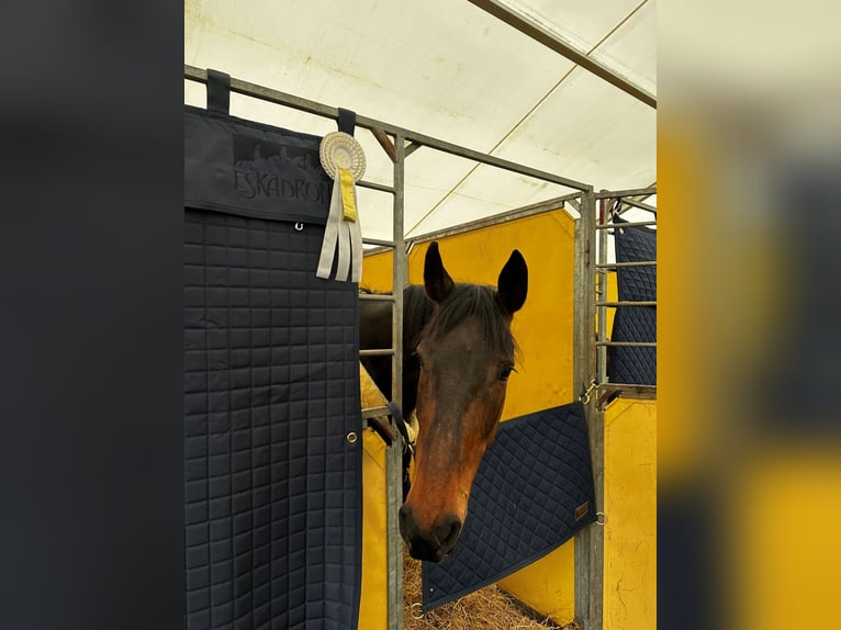 Holsteiner Merrie 9 Jaar 165 cm Donkerbruin in Schmilau