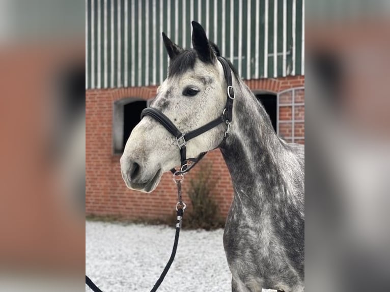 Holsteiner Merrie 9 Jaar 165 cm Schimmel in Kehl