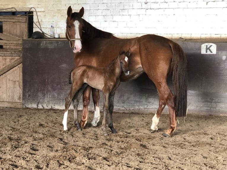 Holsteiner Merrie 9 Jaar 165 cm Vos in Langenhagen