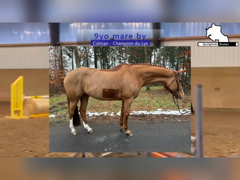 Holsteiner Merrie 9 Jaar 165 cm Vos in Gadow