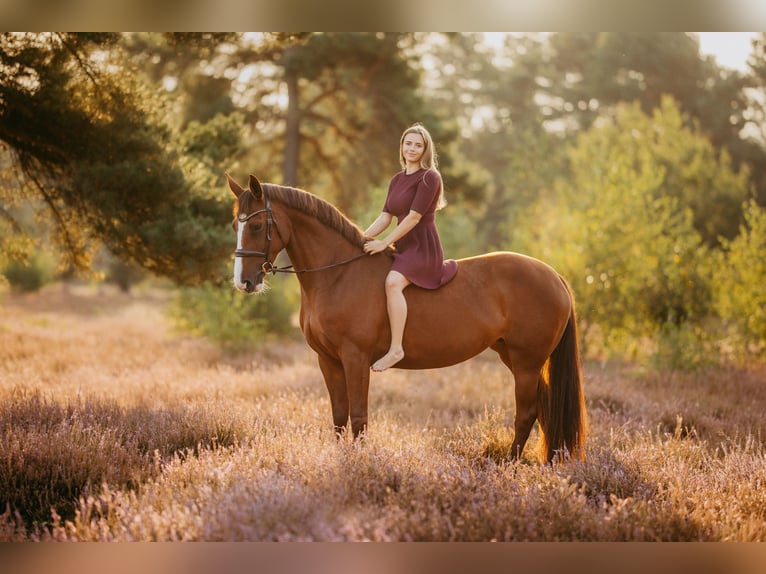 Holsteiner Merrie 9 Jaar 165 cm Vos in Langenhagen