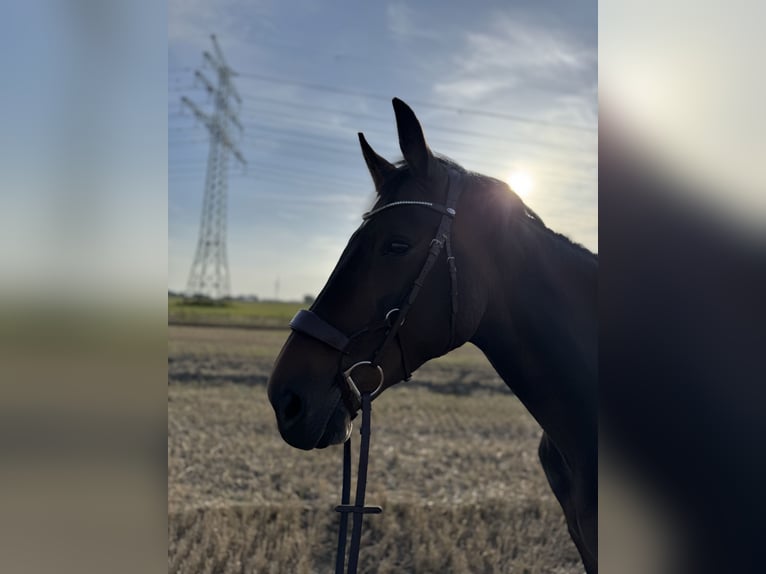 Holsteiner Merrie 9 Jaar 166 cm Bruin in Lieth