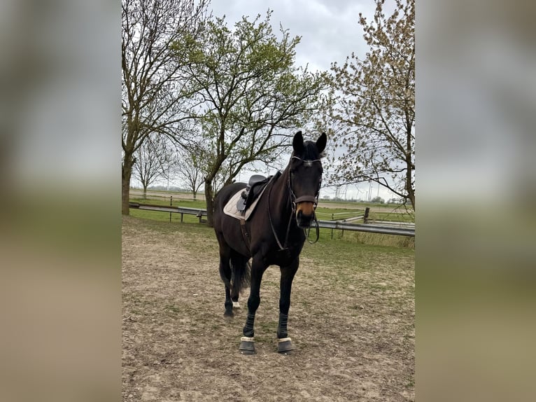 Holsteiner Merrie 9 Jaar 166 cm Bruin in Lieth