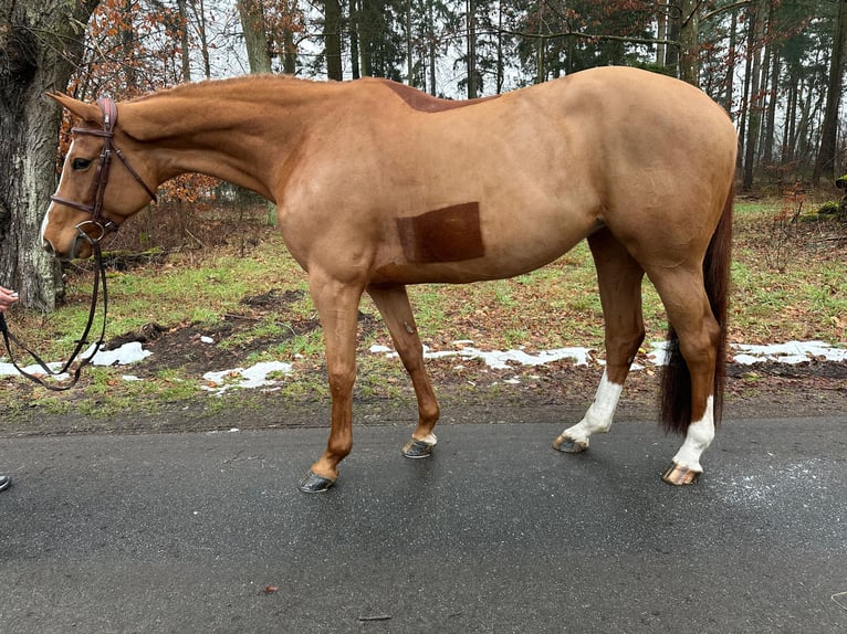 Holsteiner Merrie 9 Jaar 166 cm Vos in Gadow