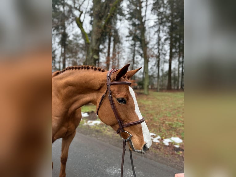 Holsteiner Merrie 9 Jaar 166 cm Vos in Gadow