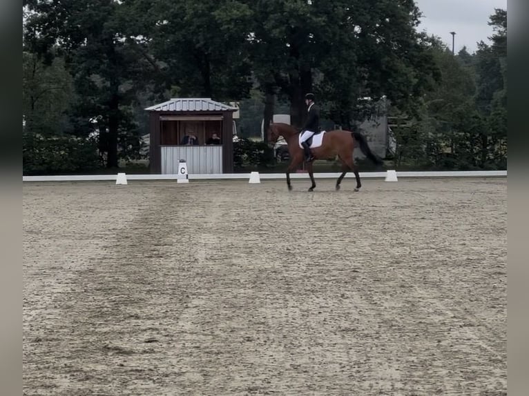 Holsteiner Merrie 9 Jaar 167 cm Bruin in T&#xF6;nning