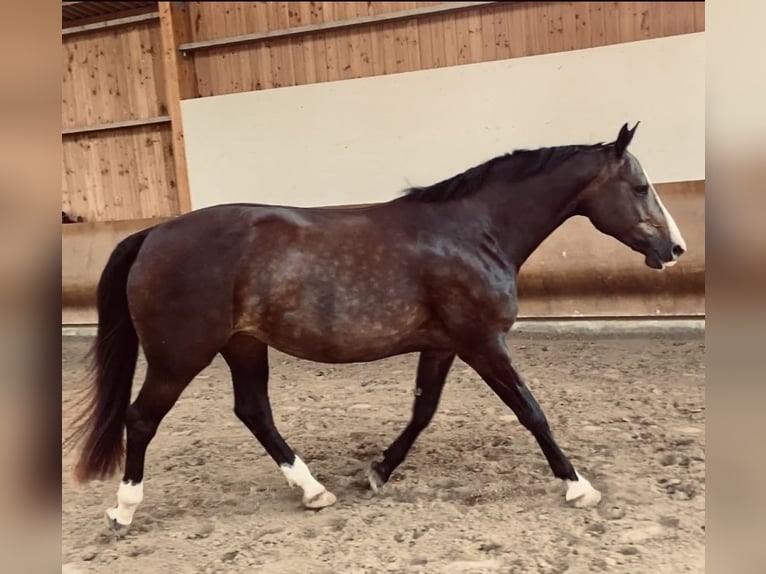 Holsteiner Merrie 9 Jaar 167 cm Zwartbruin in Preetz