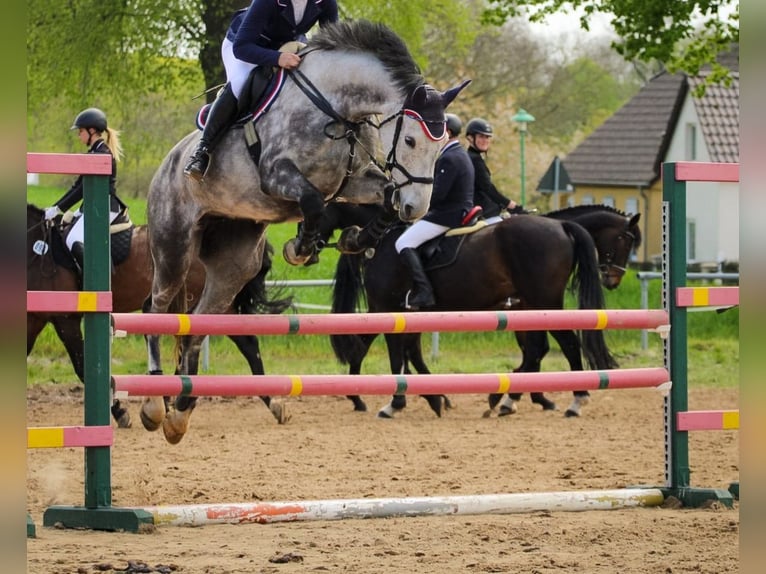 Holsteiner Merrie 9 Jaar 168 cm Appelschimmel in Marlow