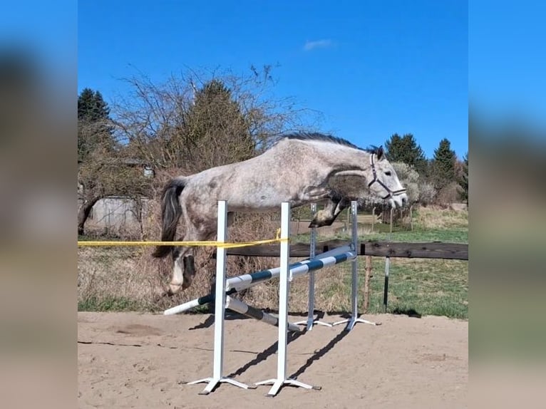 Holsteiner Merrie 9 Jaar 168 cm Appelschimmel in Marlow