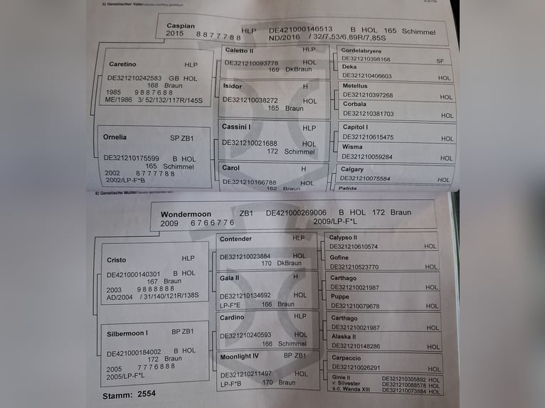 Holsteiner Merrie 9 Jaar 168 cm Appelschimmel in Marlow