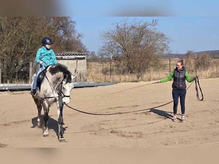 Holsteiner Merrie 9 Jaar 168 cm Appelschimmel in Marlow