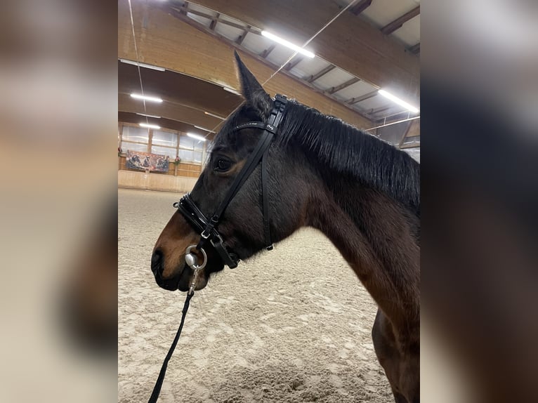 Holsteiner Merrie 9 Jaar 168 cm Bruin in Lindenberg im Allgäu