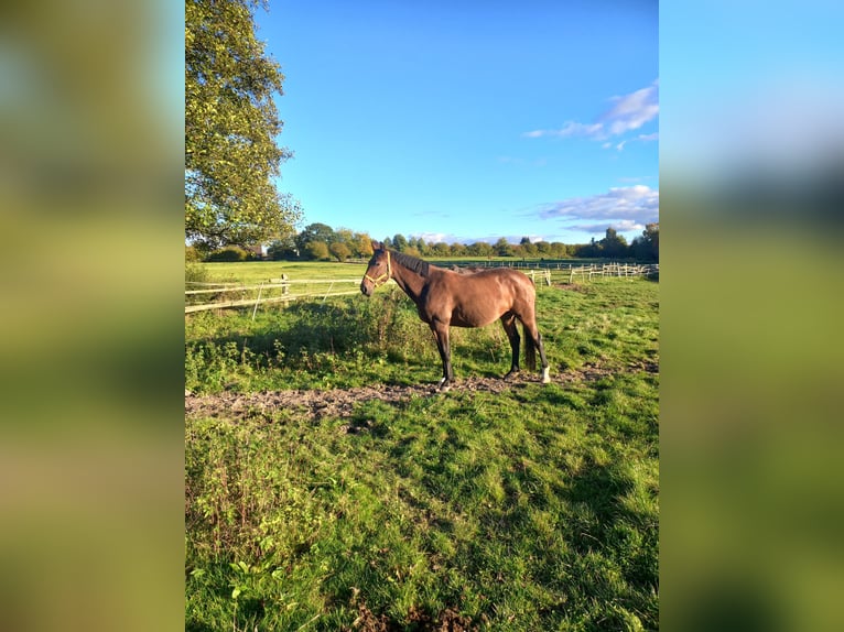 Holsteiner Merrie 9 Jaar 168 cm Bruin in Nusse