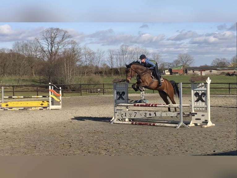 Holsteiner Merrie 9 Jaar 168 cm Bruin in Bordesholm