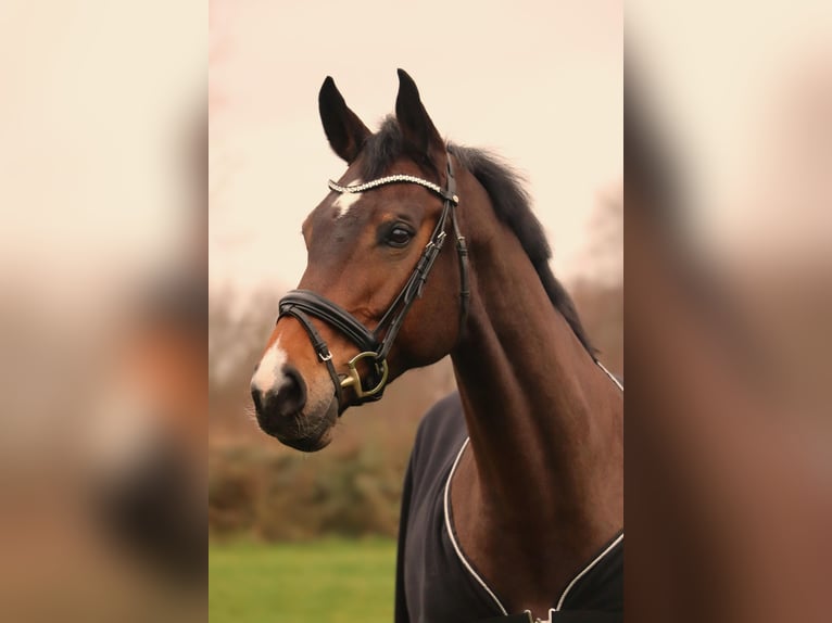 Holsteiner Merrie 9 Jaar 168 cm Bruin in Elmshorn
