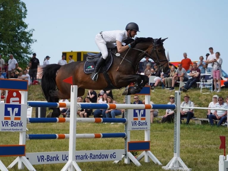 Holsteiner Merrie 9 Jaar 168 cm Bruin in Oberuckersee