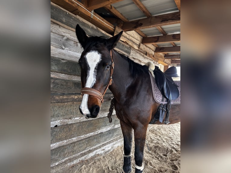 Holsteiner Merrie 9 Jaar 168 cm Donkerbruin in Schwielowsee