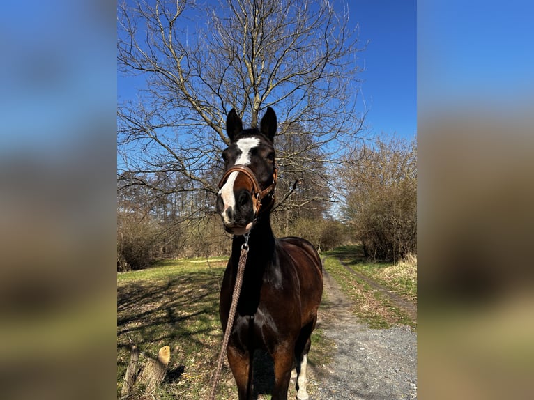 Holsteiner Merrie 9 Jaar 168 cm Donkerbruin in Schwielowsee