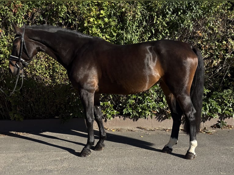 Holsteiner Merrie 9 Jaar 168 cm Donkerbruin in Niederkassel
