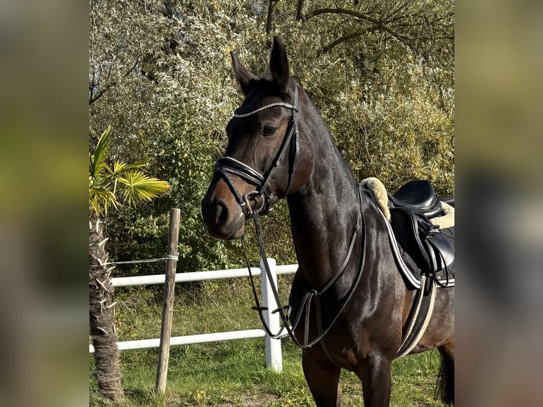 Holsteiner Merrie 9 Jaar 168 cm Donkerbruin in Niederkassel