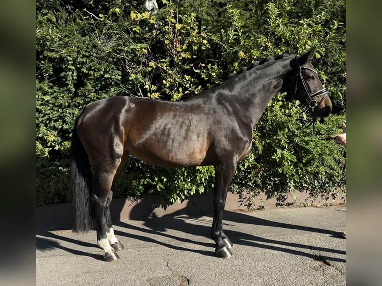 Holsteiner Merrie 9 Jaar 168 cm Donkerbruin in Niederkassel