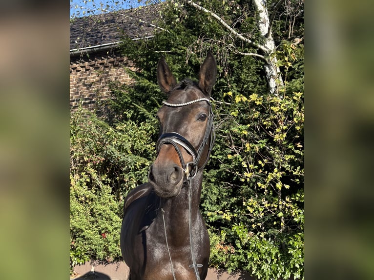 Holsteiner Merrie 9 Jaar 168 cm Donkerbruin in Niederkassel