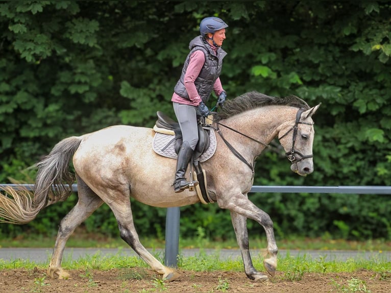 Holsteiner Merrie 9 Jaar 168 cm  in Marlow