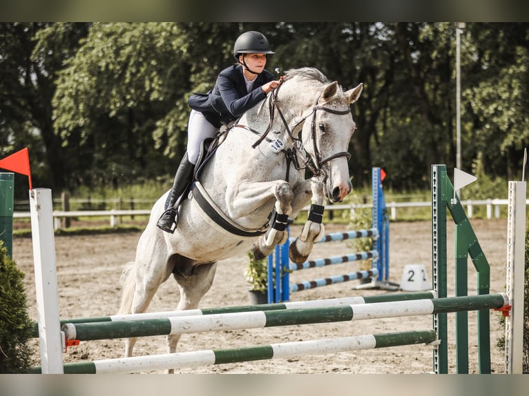 Holsteiner Merrie 9 Jaar 168 cm Schimmel in Weddingstedt