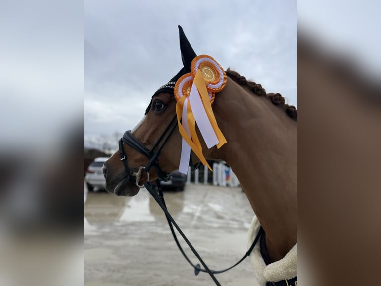 Holsteiner Merrie 9 Jaar 168 cm Vos in Wachtberg