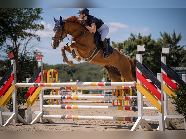 Holsteiner Merrie 9 Jaar 168 cm Vos in Wachtberg