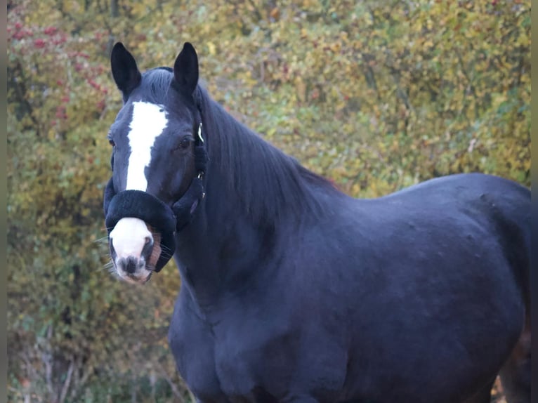 Holsteiner Merrie 9 Jaar 169 cm Donkerbruin in Tremsb&#xFC;ttel