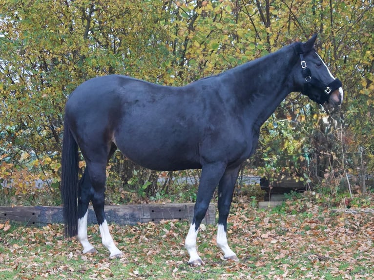 Holsteiner Merrie 9 Jaar 169 cm Donkerbruin in Tremsb&#xFC;ttel