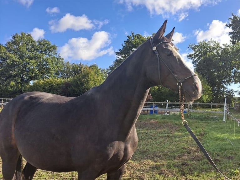 Holsteiner Merrie 9 Jaar 169 cm Donkerbruin in Tremsb&#xFC;ttel