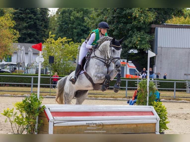 Holsteiner Merrie 9 Jaar 169 cm Schimmel in Hamm
